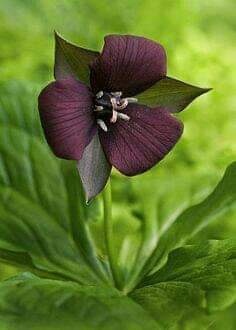 Incredible Nature