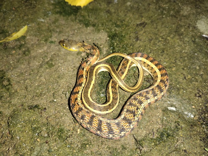 snake