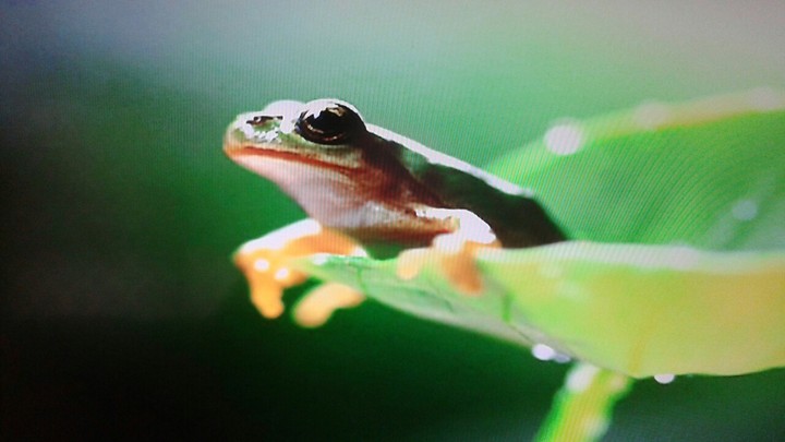 frog