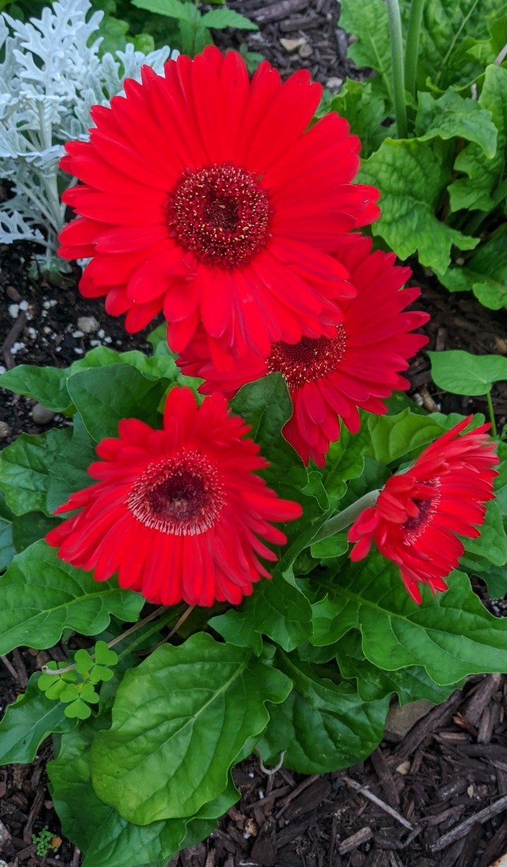 red Gerber daisy