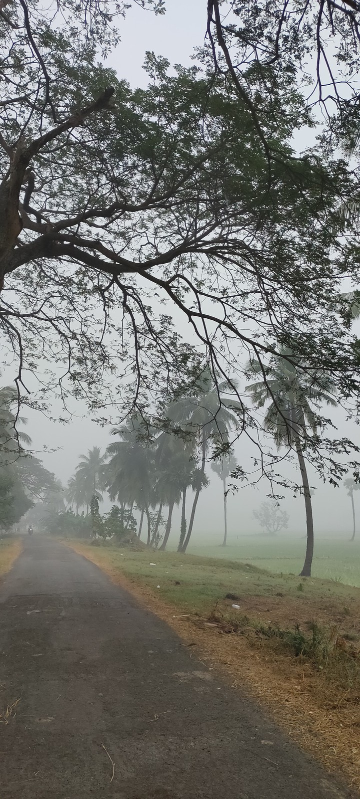 foggy path