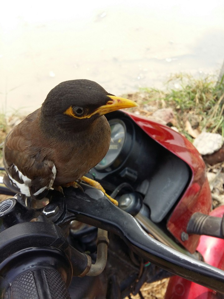 Bird