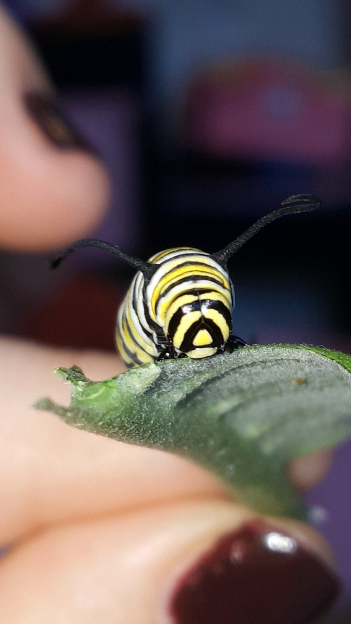 Monarch caterpillar