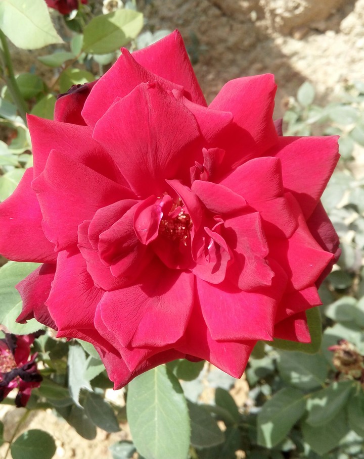 زهور