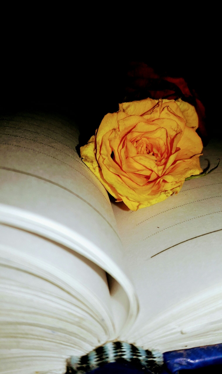 yellow rose