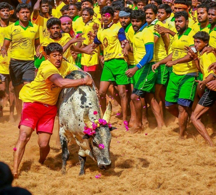 jallikattu