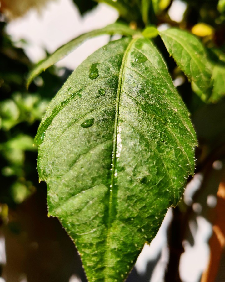 Leaf