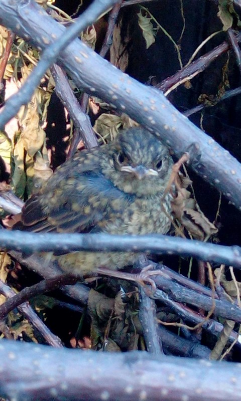 bird
