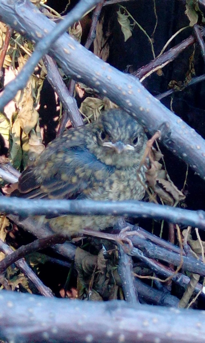 bird