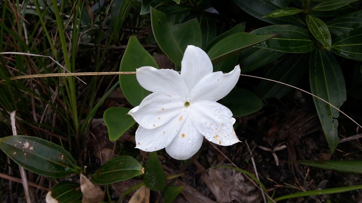 wild flower