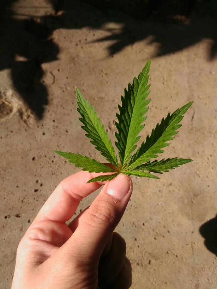 smoke weed