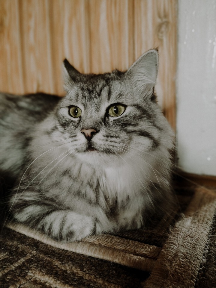 냥냥이