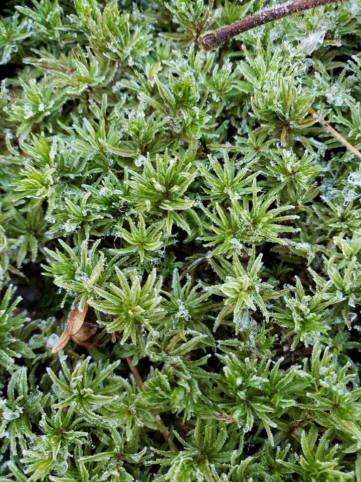 frosty moss