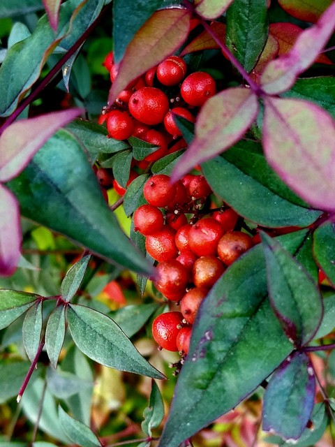 tapety fruit, leaf