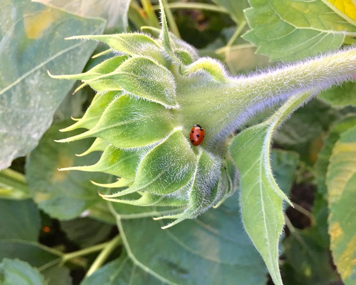 A ladybug on a sunflower