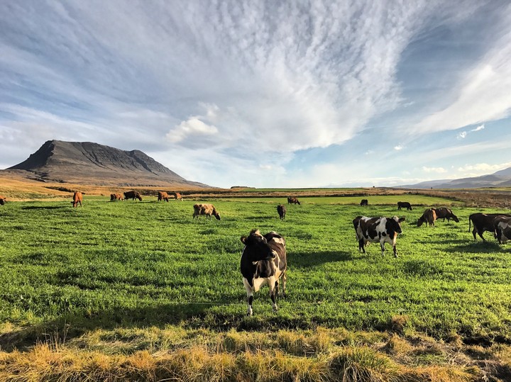 cow and cloud