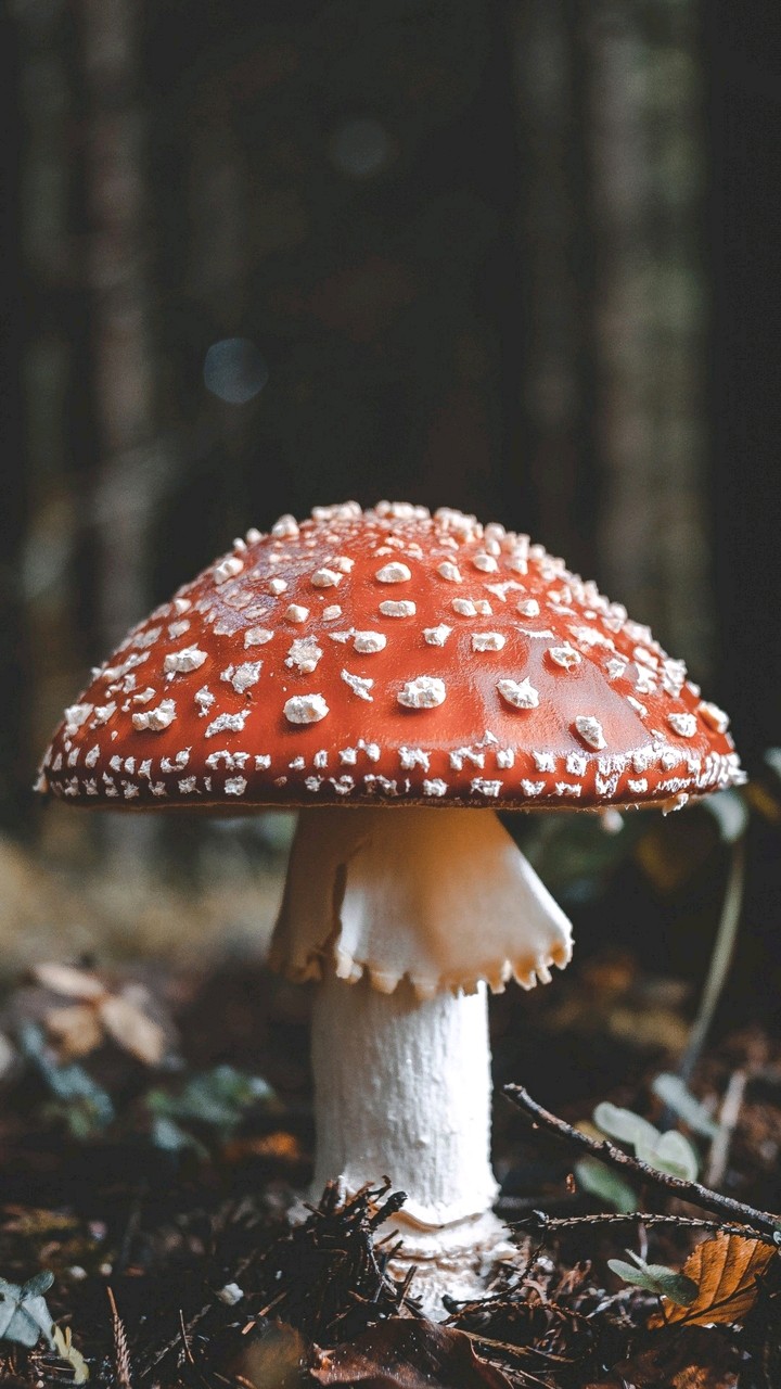 Fungus