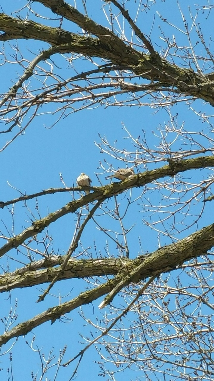 Wild Doves