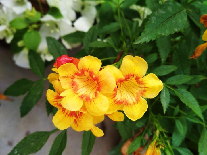 flower