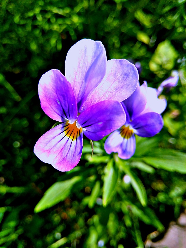 flowers