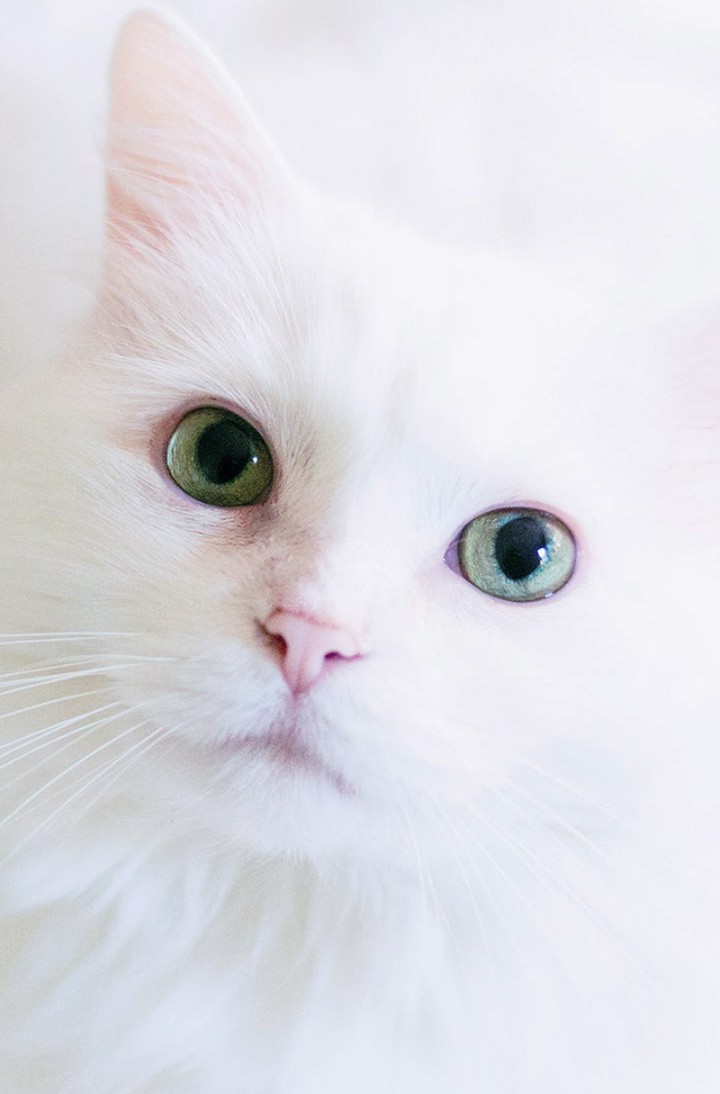 kitty