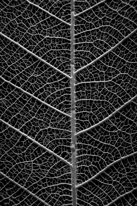 closeup, silver wallpapers