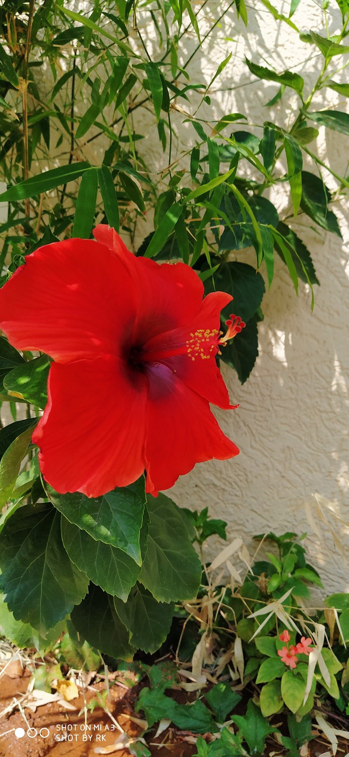 beautiful flower