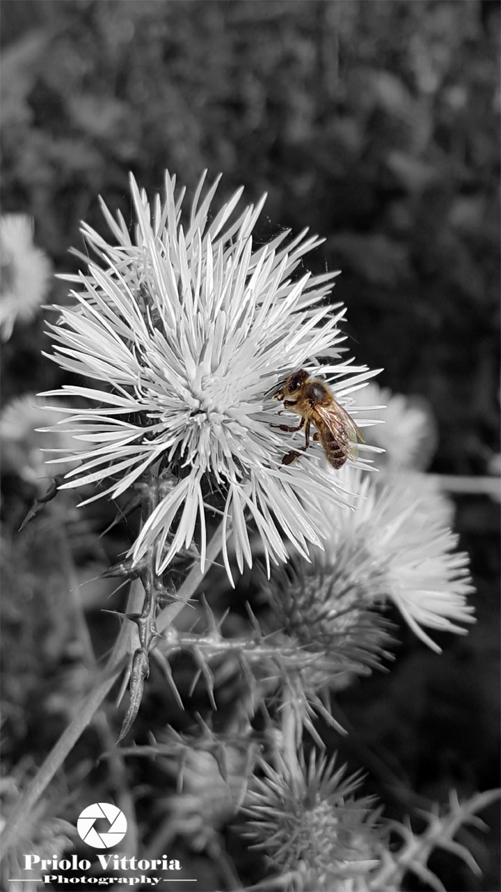 Insect splash