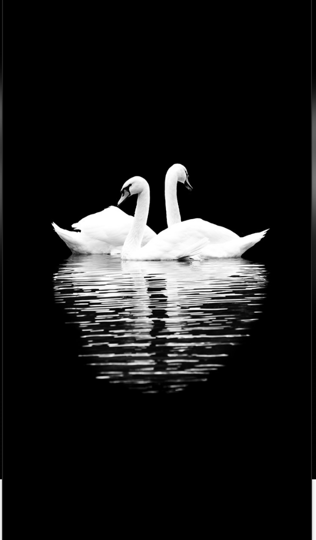 cisne
