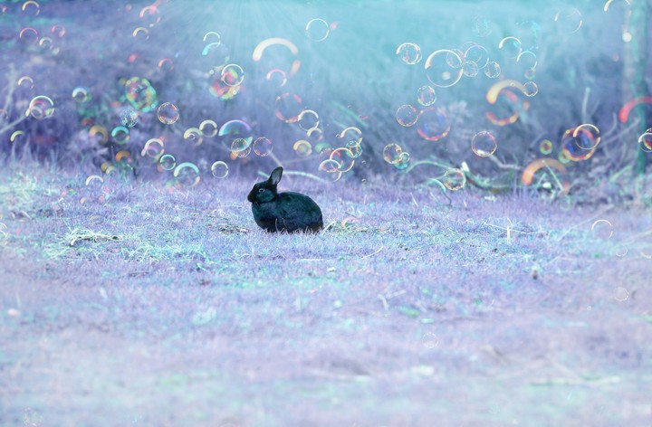 Bubbly Bunny
