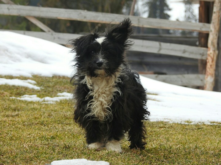 My dog