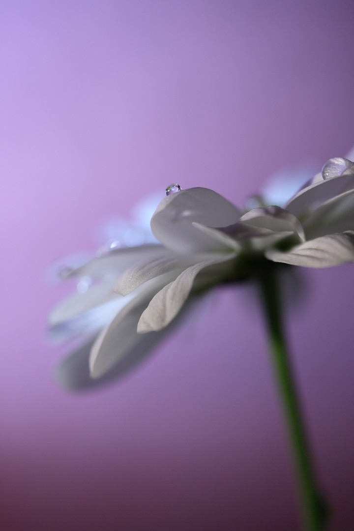 보라색 꽃