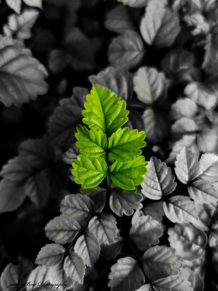 black n white edit
