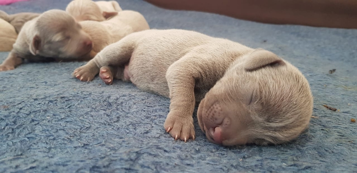puppy