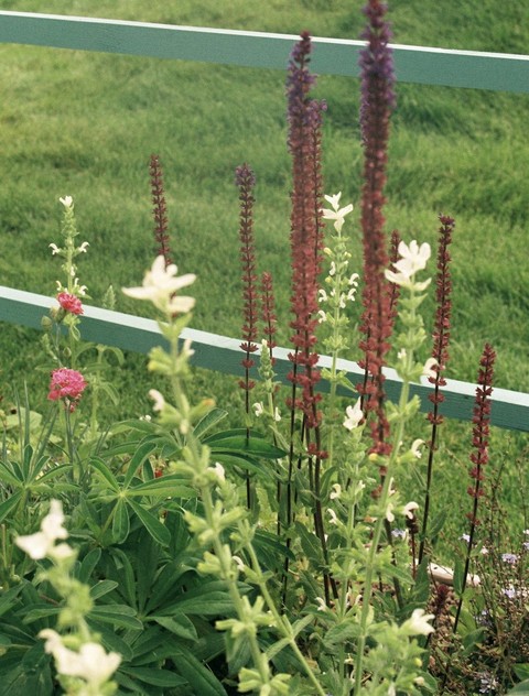 wildflower, plant wallpapers