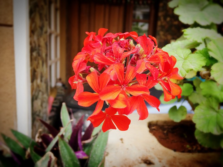 flower