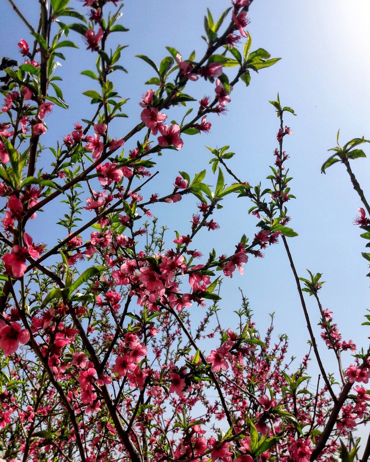 Spring???? FLOVER