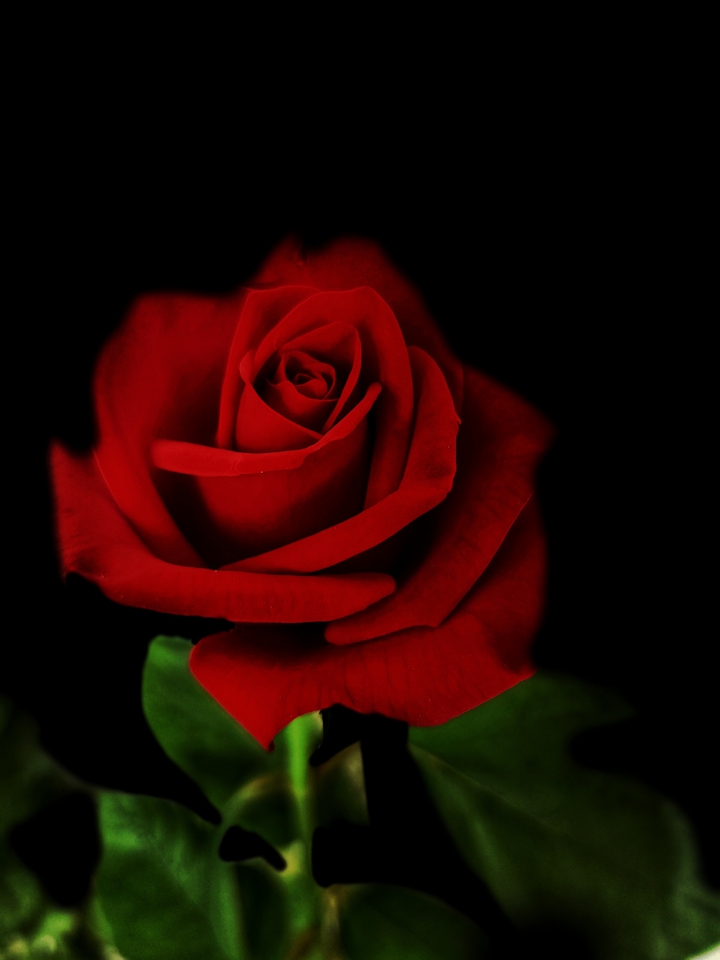 Rose Flowers ❤️❤️