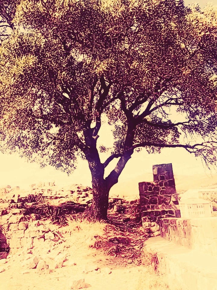 Photo: Mustafa Bilgi