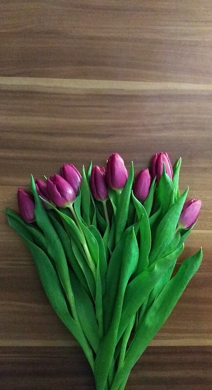 Life with tulip