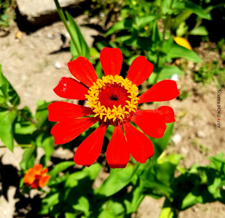 Flor