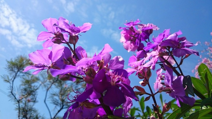 Flor de Agosto