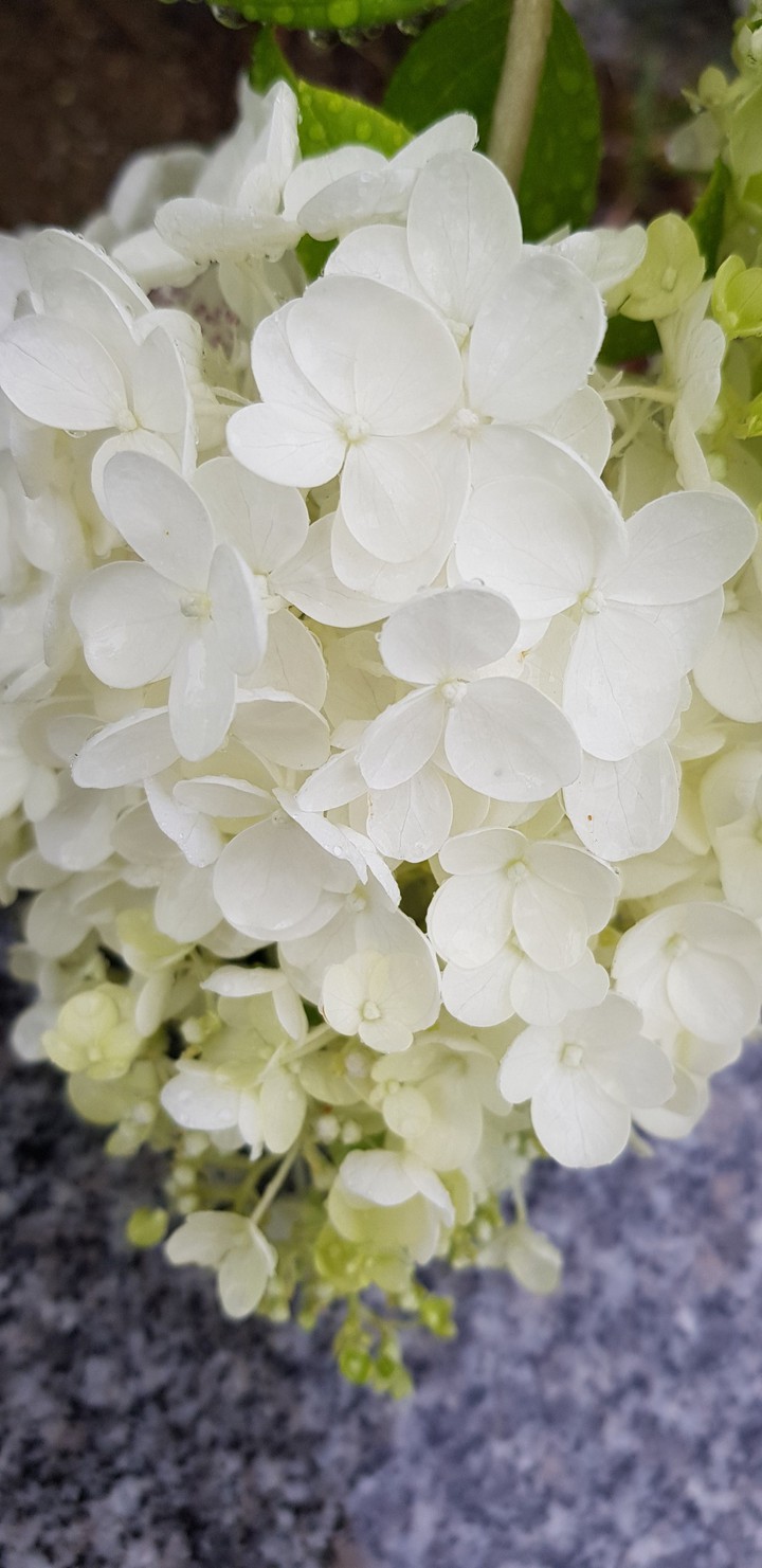 summer rain flower