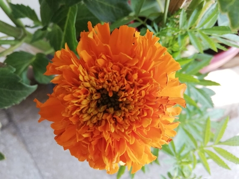 flower