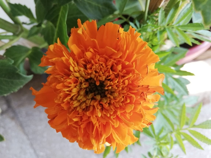flower