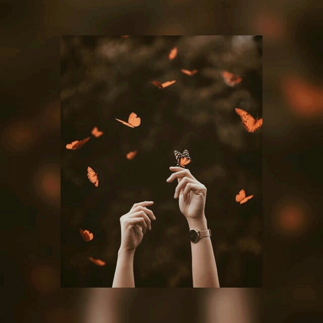 Butterfly!!