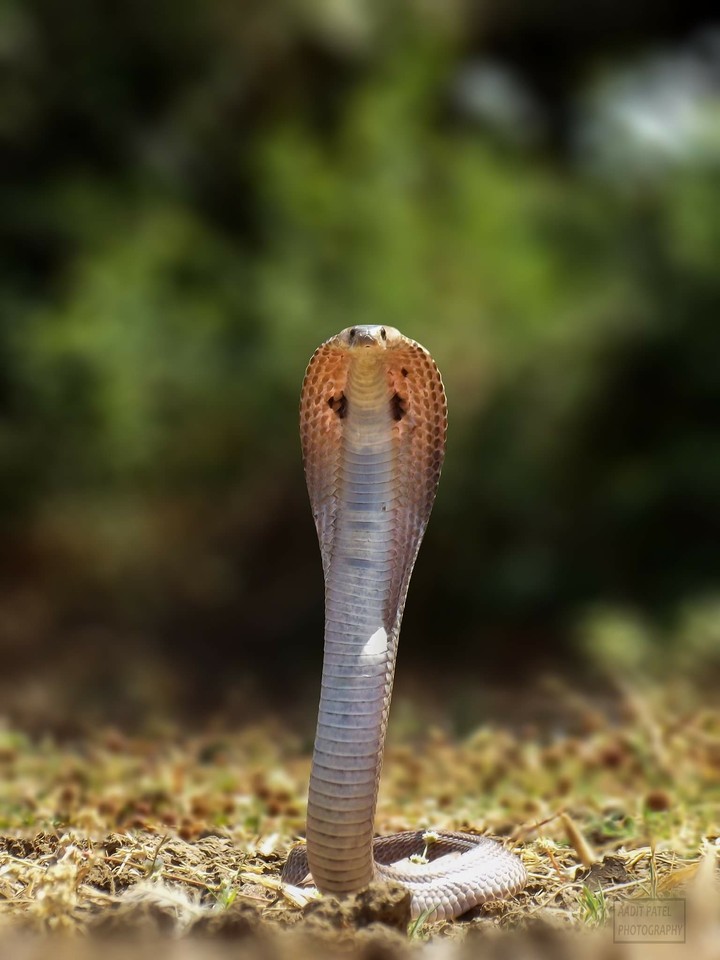 forest guard