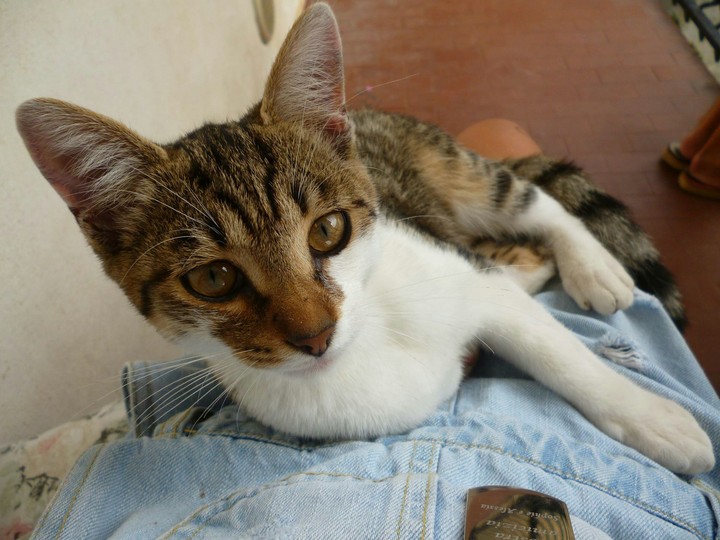 In cat's eyes