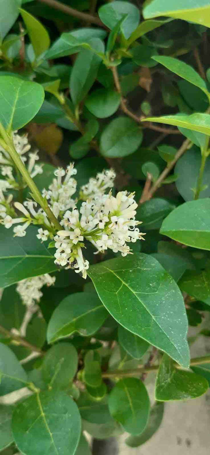 White flower