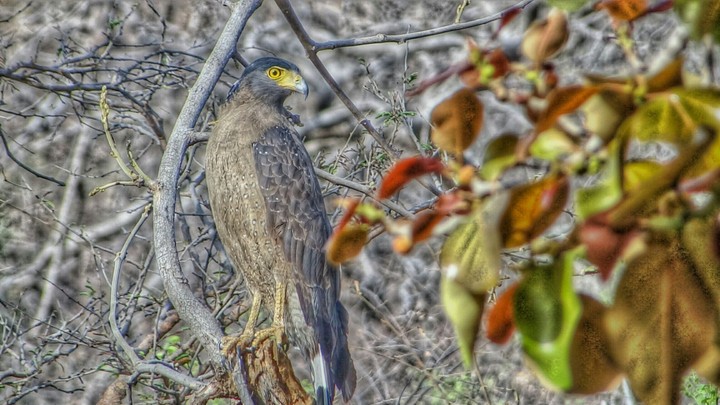 Eagle